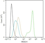 MEIS2 Antibody in Flow Cytometry (Flow)