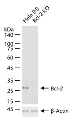 Bcl-2 Antibody in Western Blot (WB)
