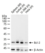 Bcl-2 Antibody in Western Blot (WB)