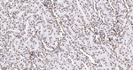 Histone H2A.X Antibody in Immunohistochemistry (Paraffin) (IHC (P))