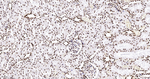 Histone H2A.X Antibody in Immunohistochemistry (Paraffin) (IHC (P))