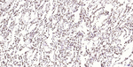 Histone H2A.X Antibody in Immunohistochemistry (Paraffin) (IHC (P))