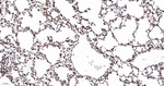 Histone H2A.X Antibody in Immunohistochemistry (Paraffin) (IHC (P))