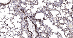 Histone H2A.X Antibody in Immunohistochemistry (Paraffin) (IHC (P))