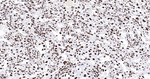 Histone H2A.X Recombinant Rabbit Monoclonal Antibody (7H11)