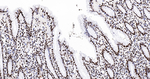 Histone H2A.X Antibody in Immunohistochemistry (Paraffin) (IHC (P))