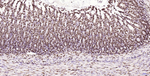 Histone H2A.X Antibody in Immunohistochemistry (Paraffin) (IHC (P))
