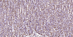 Histone H2A.X Antibody in Immunohistochemistry (Paraffin) (IHC (P))