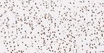 Histone H2A.X Antibody in Immunohistochemistry (Paraffin) (IHC (P))