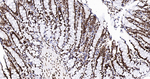 Histone H2A.X Antibody in Immunohistochemistry (Paraffin) (IHC (P))