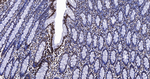 Histone H2A.X Antibody in Immunohistochemistry (Paraffin) (IHC (P))