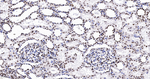Histone H2A.X Antibody in Immunohistochemistry (Paraffin) (IHC (P))