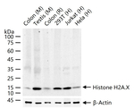 Histone H2A.X Antibody in Western Blot (WB)