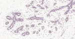 ERK1 Antibody in Immunohistochemistry (Paraffin) (IHC (P))