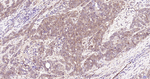 ERK1 Antibody in Immunohistochemistry (Paraffin) (IHC (P))