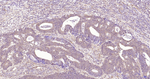 ERK1 Antibody in Immunohistochemistry (Paraffin) (IHC (P))