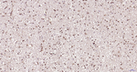 ERK1 Antibody in Immunohistochemistry (Paraffin) (IHC (P))