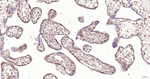 ERK1 Antibody in Immunohistochemistry (Paraffin) (IHC (P))