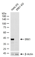 ERK1 Antibody in Western Blot (WB)