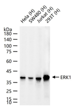 ERK1 Antibody in Western Blot (WB)