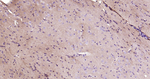 TrkB Recombinant Rabbit Monoclonal Antibody (13B3)