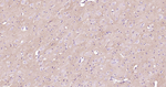 TrkB Antibody in Immunohistochemistry (Paraffin) (IHC (P))