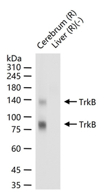 TrkB Antibody in Western Blot (WB)