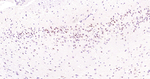 JNK1 Recombinant Rabbit Monoclonal Antibody (9F5)