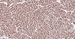 JNK1 Antibody in Immunohistochemistry (Paraffin) (IHC (P))