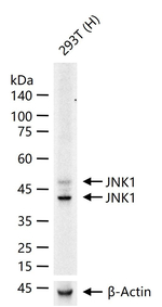 JNK1 Antibody in Western Blot (WB)