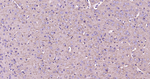 Beclin 1 Antibody in Immunohistochemistry (Paraffin) (IHC (P))