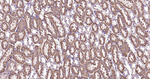 Beclin 1 Antibody in Immunohistochemistry (Paraffin) (IHC (P))