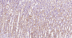 Beclin 1 Antibody in Immunohistochemistry (Paraffin) (IHC (P))