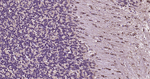 Beclin 1 Recombinant Rabbit Monoclonal Antibody (6A20)