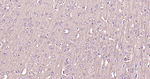 Beclin 1 Antibody in Immunohistochemistry (Paraffin) (IHC (P))