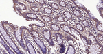 Beclin 1 Antibody in Immunohistochemistry (Paraffin) (IHC (P))