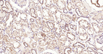 Beclin 1 Antibody in Immunohistochemistry (Paraffin) (IHC (P))