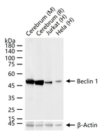 Beclin 1 Antibody in Western Blot (WB)