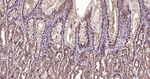 Galectin 3 Antibody in Immunohistochemistry (Paraffin) (IHC (P))