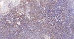 Galectin 3 Antibody in Immunohistochemistry (Paraffin) (IHC (P))