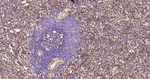 Galectin 3 Antibody in Immunohistochemistry (Paraffin) (IHC (P))