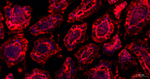 Galectin 3 Recombinant Rabbit Monoclonal Antibody (5C5)