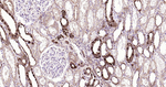 Galectin 3 Antibody in Immunohistochemistry (Paraffin) (IHC (P))