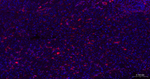 Galectin 3 Antibody in Immunohistochemistry (Paraffin) (IHC (P))