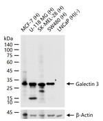 Galectin 3 Antibody in Western Blot (WB)