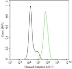 Caspase 3 p17 Antibody in Flow Cytometry (Flow)