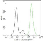 Caspase 3 p17 Antibody in Flow Cytometry (Flow)