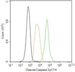 Caspase 3 p17 Antibody in Flow Cytometry (Flow)