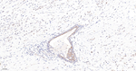 Caspase 3 p17 Antibody in Immunohistochemistry (Paraffin) (IHC (P))