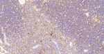 Caspase 3 p17 Antibody in Immunohistochemistry (Paraffin) (IHC (P))
